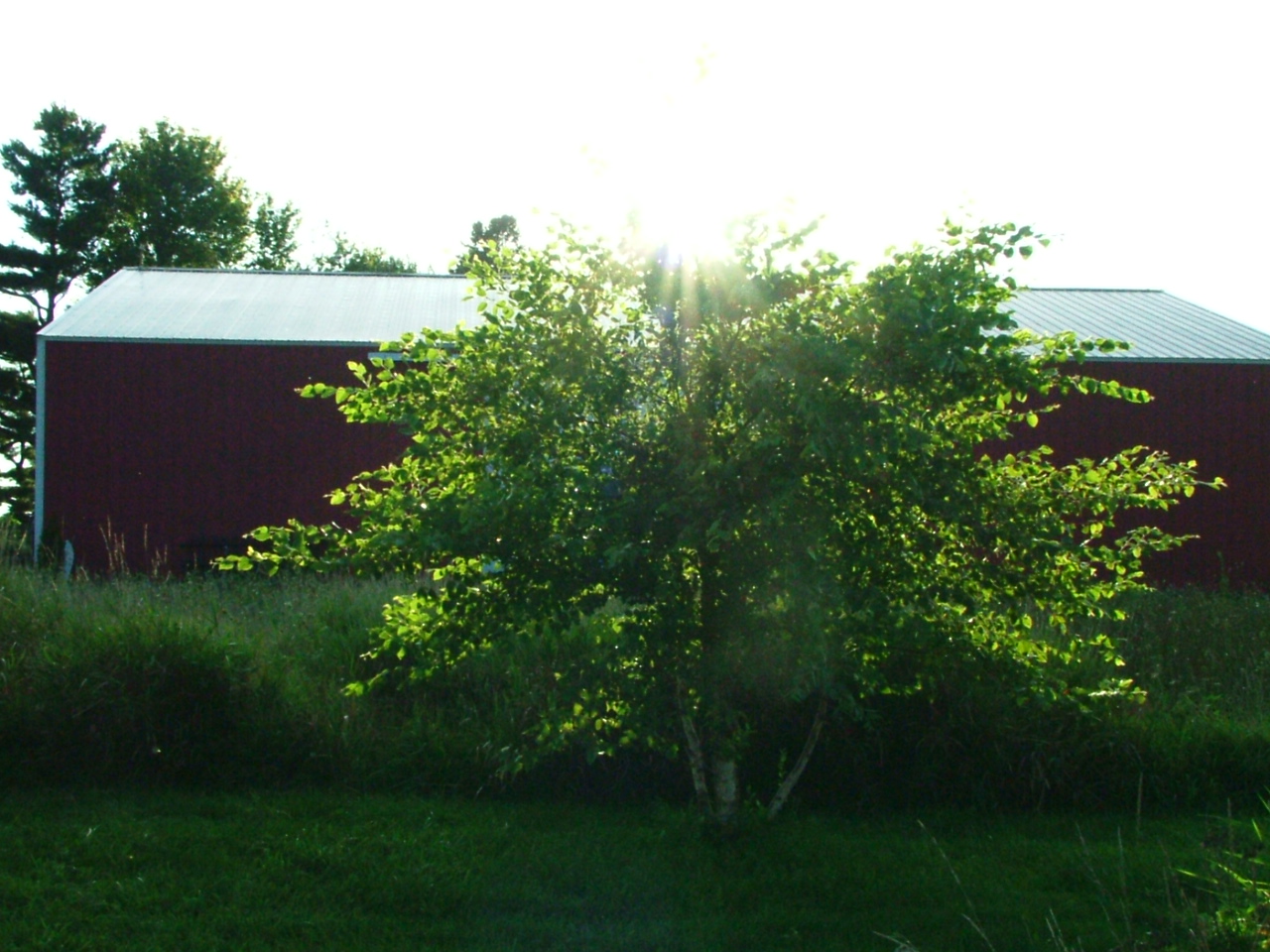 prairie shadows