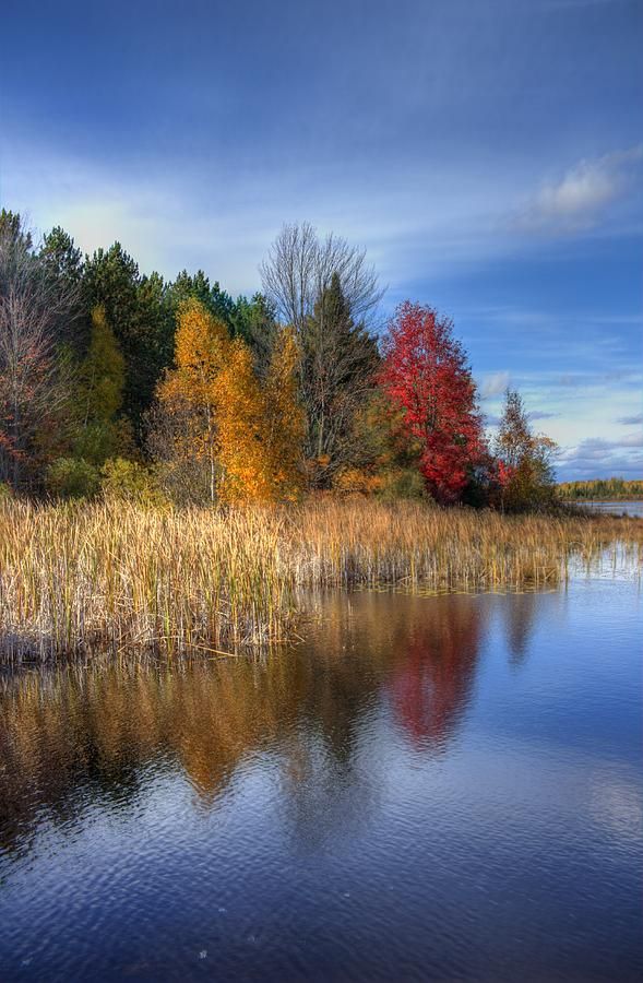 Wetland in autumn