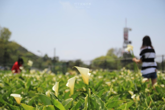 2017陽明山竹子湖海芋季-22