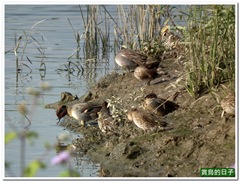 20110105_141742_033_HuaJiang