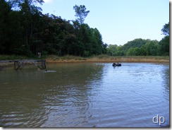 swimming in the pond