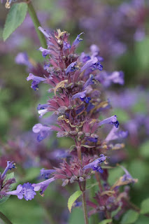 Chataire de Sibérie - Nepeta sibirica - Népéta de Sibérie