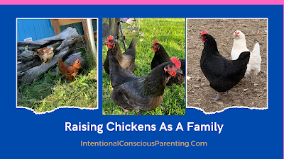 raising chickens as a family