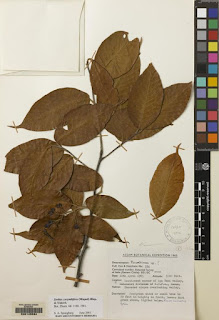 Рябина щитконосная (Sorbus corymbifera)