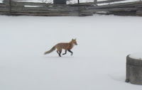 Red fox