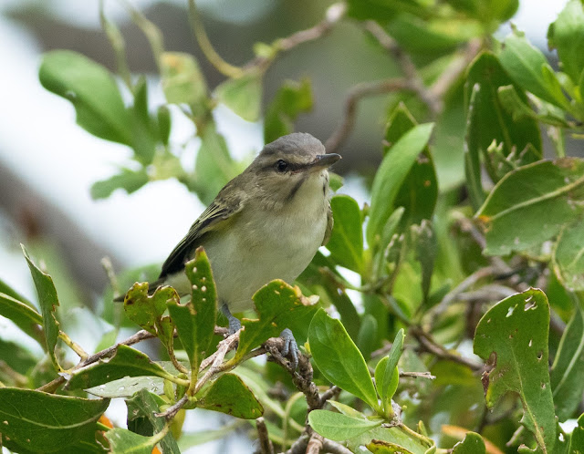 Black-whiskered Vireo - Dry Tortugas, Florida