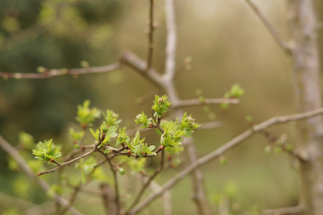 spring breeze in the willows