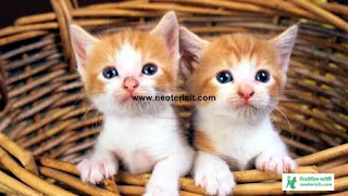 Beautiful cute cat pictures - cat pictures download 2023 - biraler pic - NeotericIT.com Image no 8
