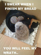 animal with captions, caption animals, lol animals, lolcats, funny animal . (funny animal with caption pictures )