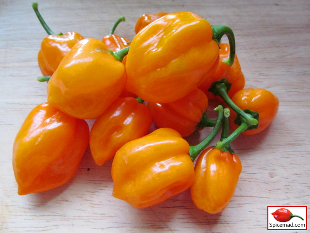 Orange Habanero - 5th September 2013