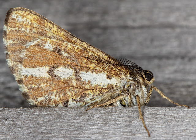 Bordered White, Bupalus piniaria.  On the fence near my garden light trap set on 20 June 2018