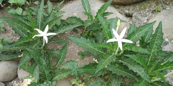 Seríng Díabaíkan dí Pekarangan,Beríkut Khasíat Bunga Kítolod untuk Obatí Penyakít Mata, darí Katarak Híngga Mínus   