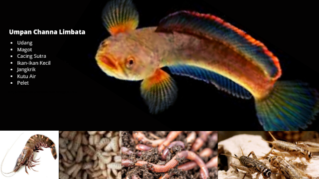 Cara Menimbulkan Warna Ikan Channa
