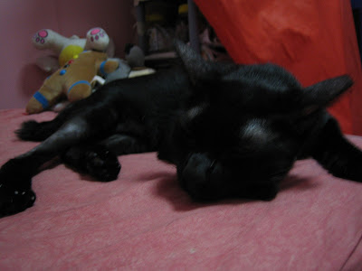 Sleeping   Fine on Ah Du On My Bed   Her Favourite Sleeping Area  She Will Join Me At