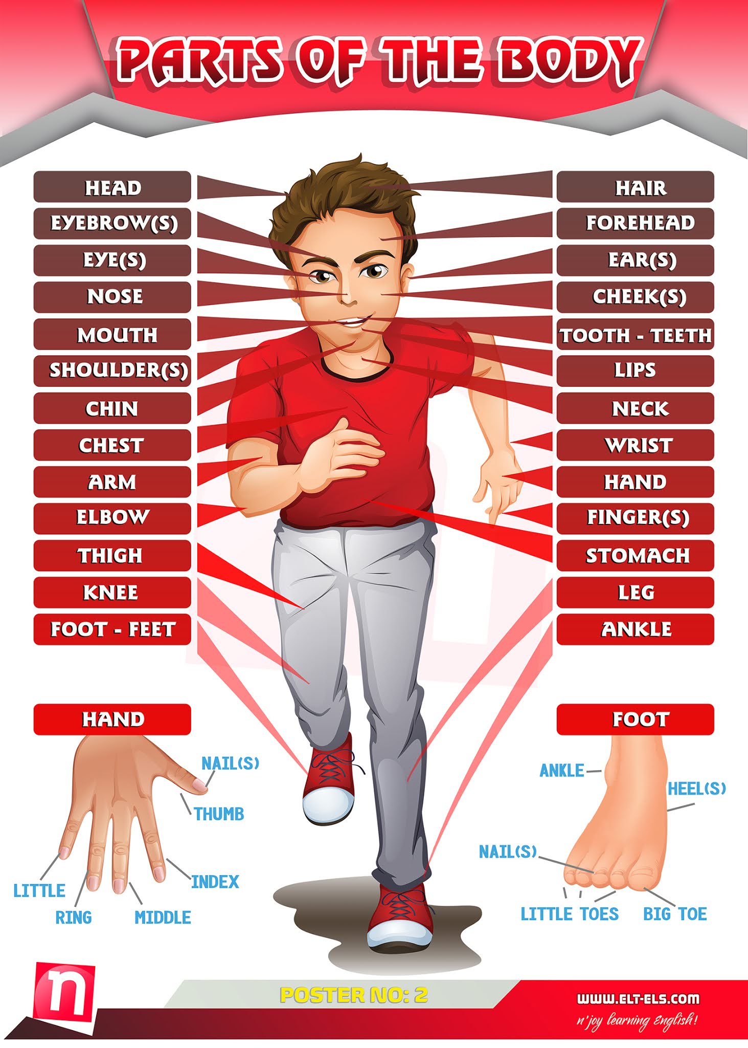 Parts of the body - English Vocabulary