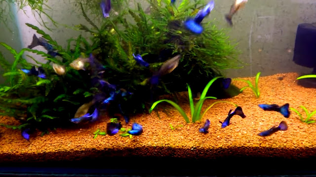 blue moscow guppy