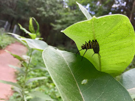 monarch caterpillar on the underside of milkweed leaf