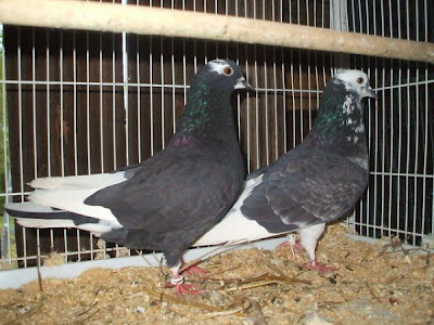 Birmingham Roller Pigeon