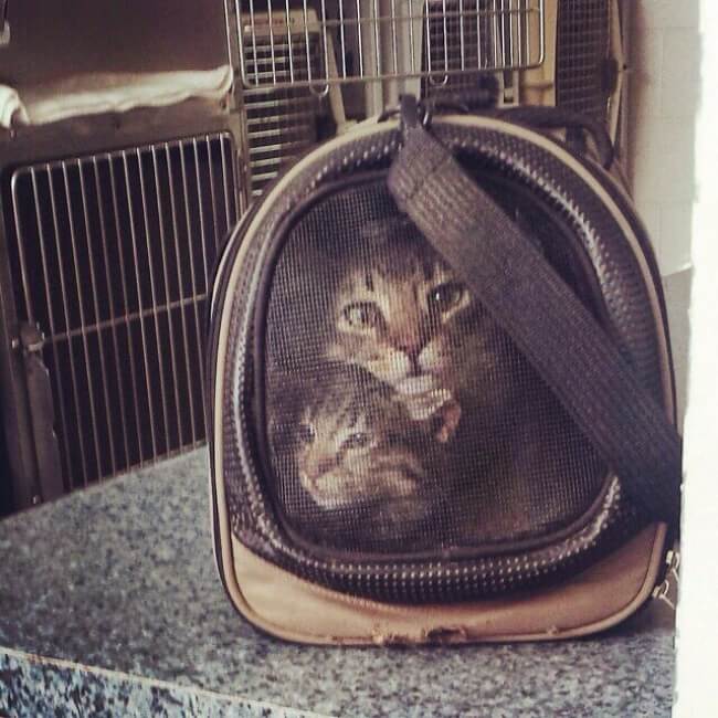 These 25 Highly Confusing Images Made Us Think Twice - 'Our two cats look like they were cross-stitched onto the carrier.'