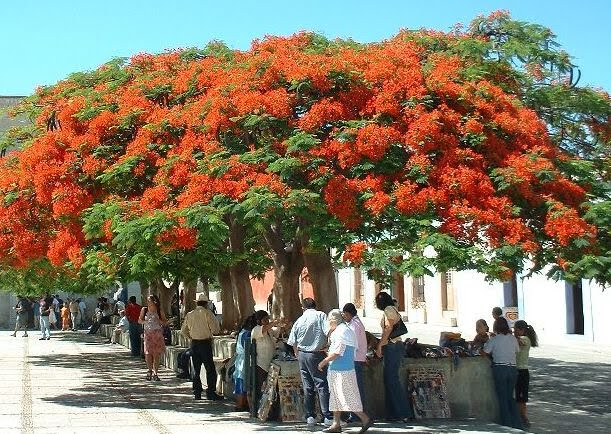 24+ Pohon Flamboyan Indonesia