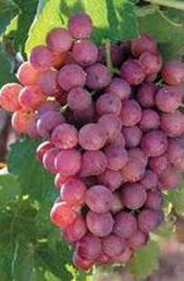 images_jpg12_0