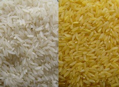 White rice and Golden rice