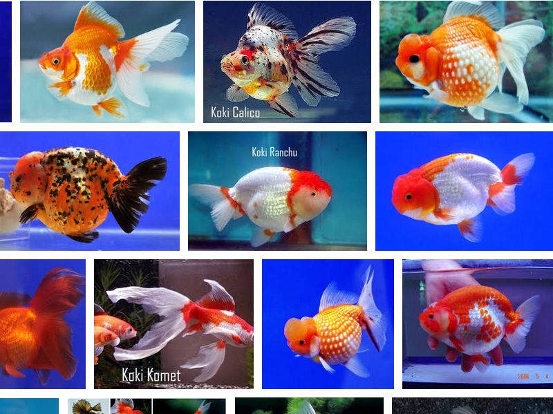 Jenis Ikan Mas Koki Termahal Beserta Gambarnya