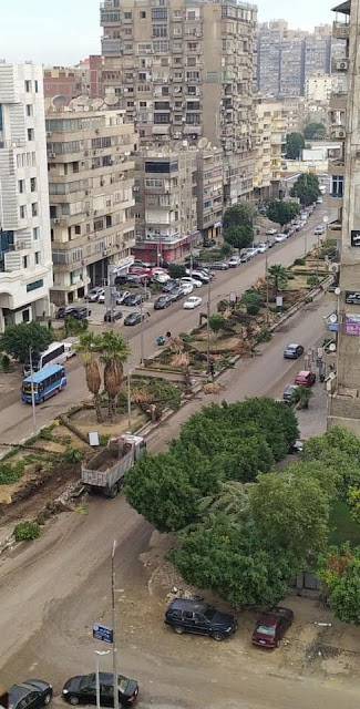 Removing trees in Heliopolis 