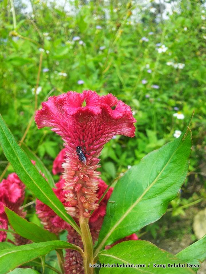  Pokok  Bunga  Kelulut Balung  Ayam  Celosia argentea 