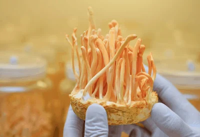 Cordyceps Mushroom Pure Culture Supplier Company in Luxembourg