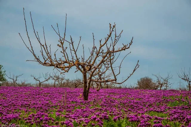 شاهد الطبيعة الخلابة بمنطقة الصفصاف جنوب مدينة شحات سبحان الخالق The most beautiful city of flowers and nature North Africa   , 