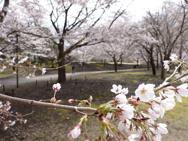 とっとり花回廊　桜の広場