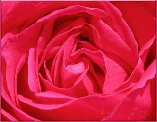 Red Rose flower photo gallery