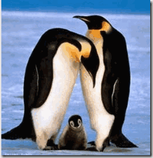 Penguin