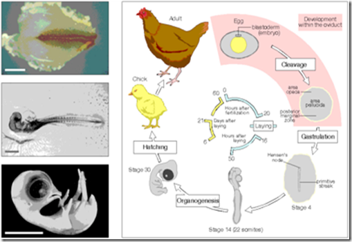 Organogenesis Pada Aves ~ Embriology of Birds