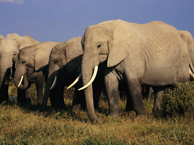 fotos de elefantes en manada 
