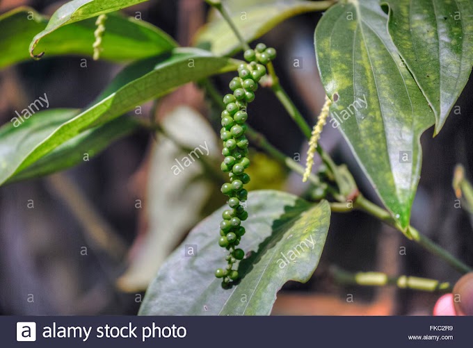   ಕಾಳುಮೆಣಸು ಪುನಶ್ಚೇನ ಯೋಜನೆ: ಸೌಲಭ್ಯಕ್ಕಾಗಿ ಅರ್ಜಿ ಕೋರಿಕೆ  