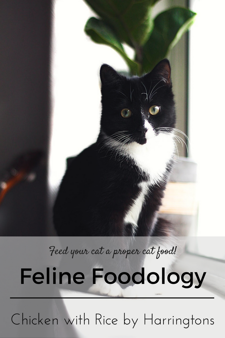 Feline Foodology