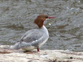 Mergus merganser - Grand Harle - Harle bièvre