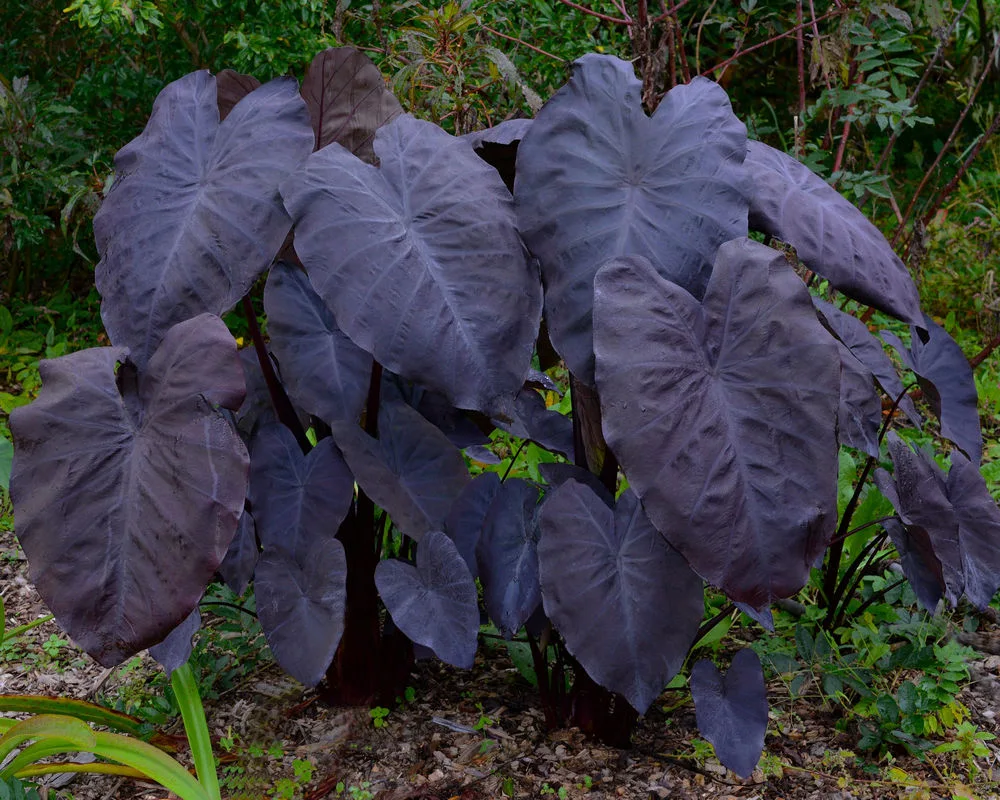 ต้นบอนดำ บอนแบล็คเมจิก (Colocasia Black Magic)