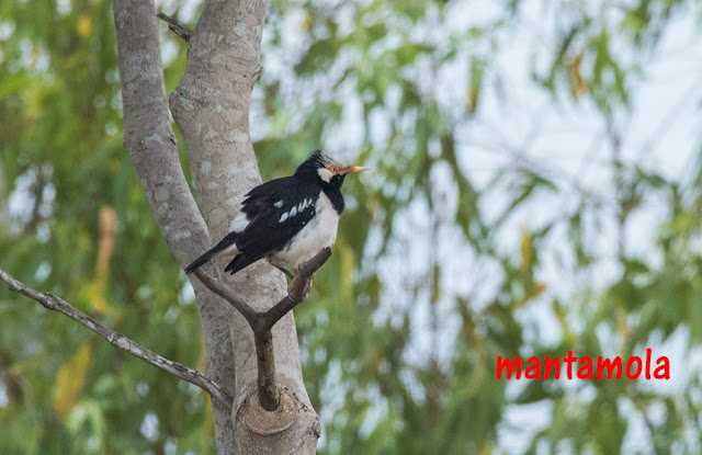 Asian Pied Starling  (Gracupica contra)