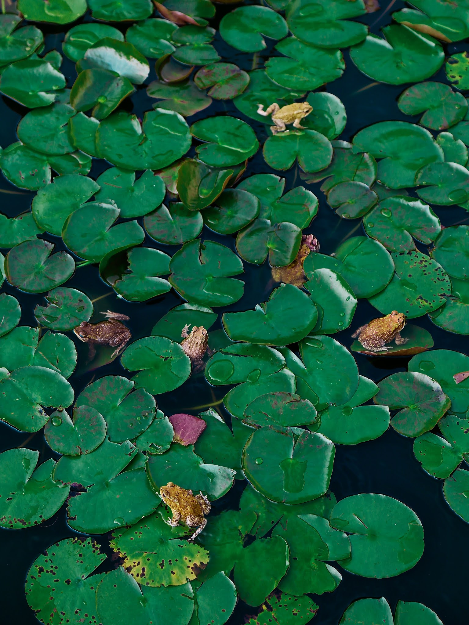 Toad, frog high resolution free