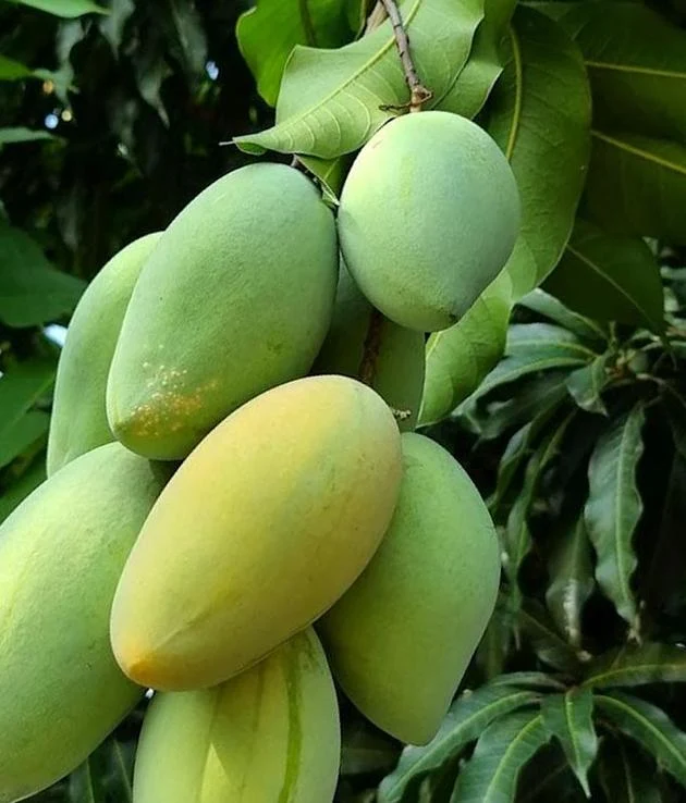 jual mangga okyong unggulan Serang