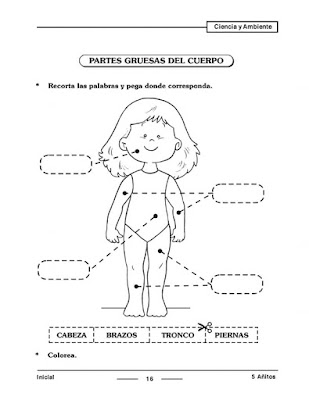 Partes gruesas del cuerpo para Inicial Preescolar