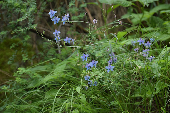 Medicinal plants of nepal3