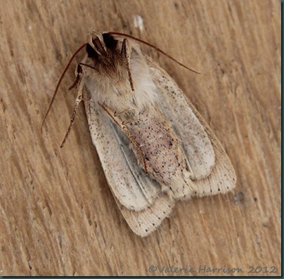 smoky-wainscot-5