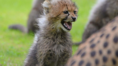 angry-cheetah-cub-hd-wallpapers