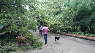 पेड़ गिरने से हुआ आवागमन मार्ग प्रभावित