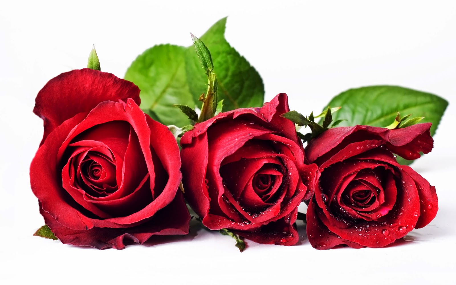 Red Rose Background Wallpaper