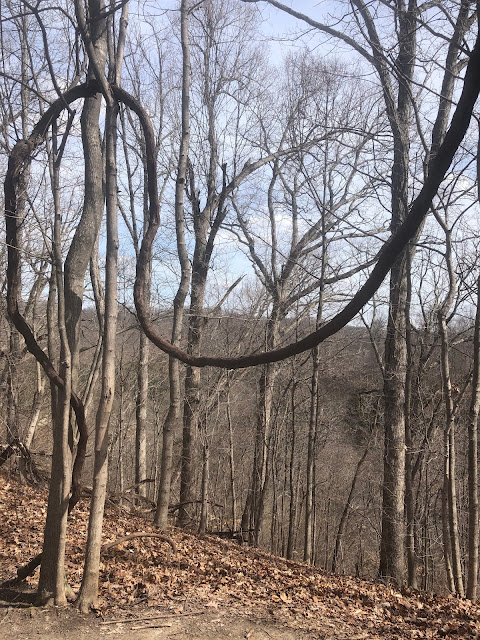 A forest without trees reveals interesting vine shapes like this "jump rope."